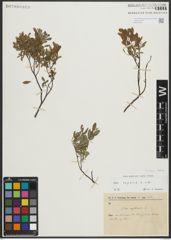 Foto von Salix repens subsp. repens L.